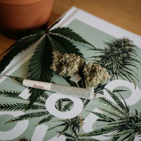 Cannabis – Tidig upptäckt, tecken och symtom. 